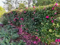 Charming Luxury Rural Cottage Close to National Parks and City of Sydney