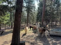 Llama Ranch Cozy 1-bedroom apartment just South of Missoula with WiFi!