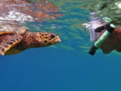the turtle hive maldives - velaavani dhiffushi  호텔