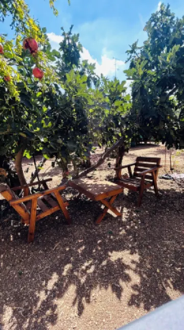 橄欖樹旅舍 酒店