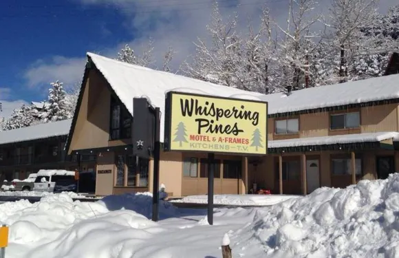 維語松樹間酒店