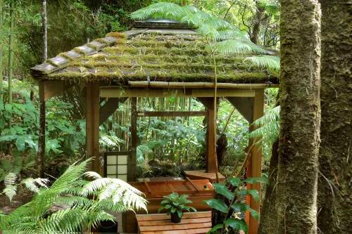 Volcano Rainforest Retreat - Bed and Breakfasts