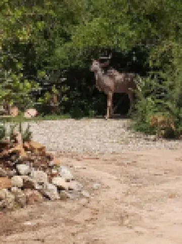 Kruger Shiringa holiday Home, with three unique en-suite separate chalet.