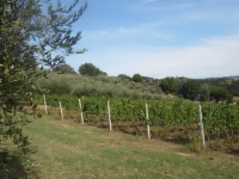 Podere Caldaruccio la Pineta - Cottage Baita