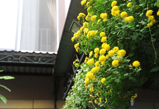 아이스테이 호텔 아파트먼트 5 객실