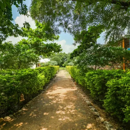 Varawal Jawai Leopard Safari Camp