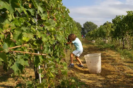 Agriturismo le Baccane Отели в г. Ларчано
