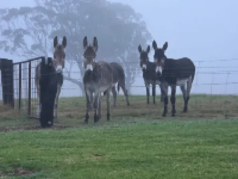 A completely off grid accommodation for up to 4 adults for $260 per night Hotels in Tenterfield