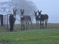 A completely off grid accommodation for up to 4 adults for $260 per night