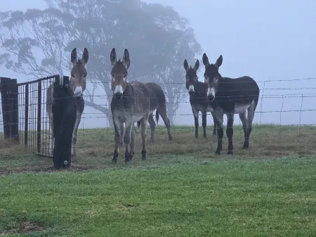 A completely off grid accommodation for up to 4 adults for $260 per night