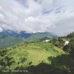 Yulania