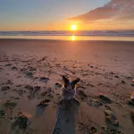Panoramic Ocean Views! Large groups, pet friendly, game room.