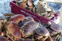 厄爾奇的度假屋帶共享泳池-前TUI度假屋