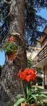 B&B Il Cedro Hotels in Foligno