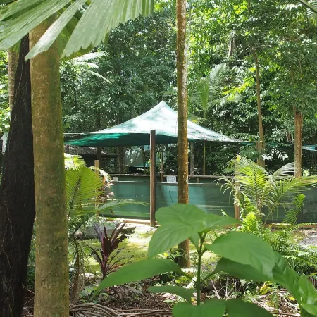 Daintree Crocodylus