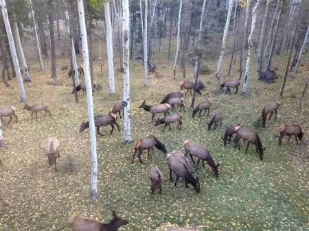 Charming Mountain Cabin