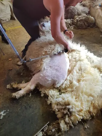 Warm calm peaceful  Farmstay Rotorua with Wi-Fi (but kids don't need to know