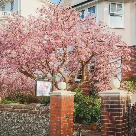 The Cherry Tree B&B