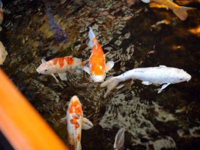 その他 仙台 秋保温泉 ホテル瑞鳳(ずいほう)の写真