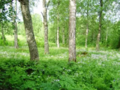 Villiruusu Hotels in Sonkajarvi