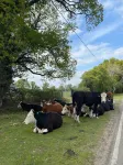 A stroll to Ringwood, near to New Forest & South Coast Beaches. Private Parking