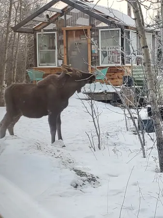 The Taiga 2, Studio Apartment