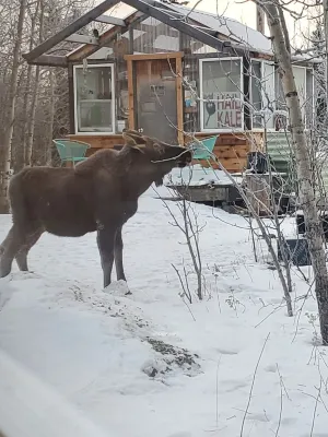 The Taiga 2, Studio Apartment Hotels in Healy