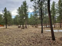 Dog Friendly, Cozy 3 Bdrm Cabin in the Woods