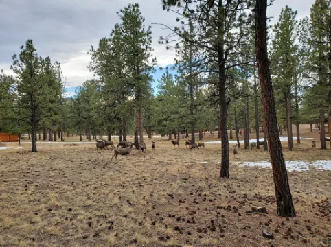 Dog Friendly, Cozy 3 Bdrm Cabin in the Woods