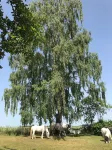 Quaint vacation home with ponies in the Rhön biosphere reserve x1f415;x1f40e;