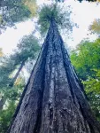 Private and serene new home in the Redwoods of Humboldt County.