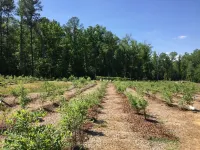 The Barn @ Fairway Farm - 5 miles to Pinehurst CC