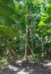 Cape Trib Beach House فنادق في Cape Tribulation