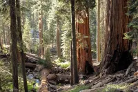 Artist’s Oasis •Spacious Mid-Century Home •Private Pool + Sauna •Near Sequoia - 4-Star