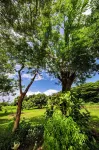 Maui Creek Bure's Tiny Home by the Creek! Hotel di Viti Levu