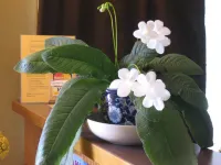 Masters Inn - Pet friendly