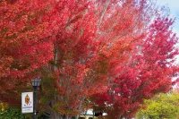 Reisen Hotel Hotels in Hahndorf