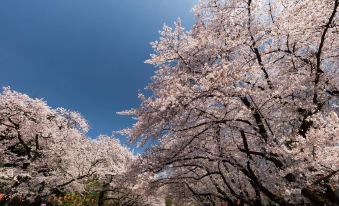 the b akasaka