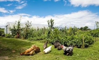 a group of chickens and a dog are standing in a grassy area near bushes at Peartree Hill