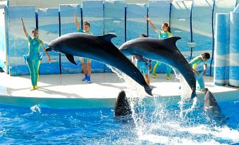 a group of dolphins is performing a show in an indoor pool , jumping out of the water and demonstrating their skills at Sotetsu Fresa Inn Kamakura-Ofuna Higashiguchi
