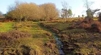 New Forest Lodge Hotels in Salisbury