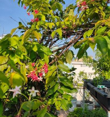 Skinny May's Homestay_5