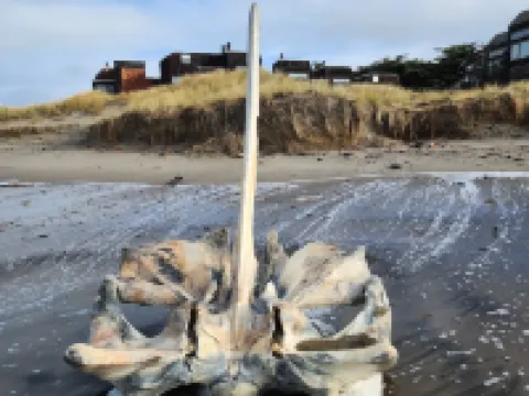 Cozy beach condo with ocean access. Easy drive to Santa Cruz or Monterey. Hotels in Watsonville
