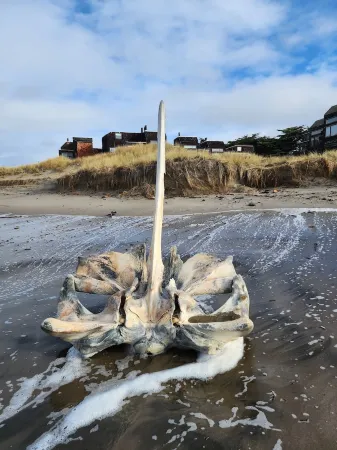 Cozy beach condo with ocean access. Easy drive to Santa Cruz or Monterey.