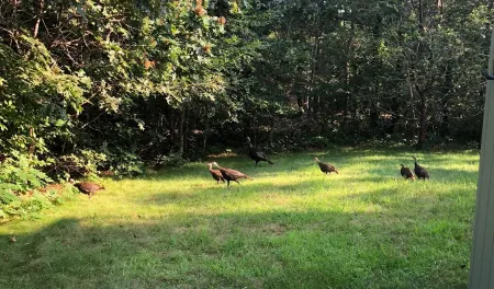 Katama Edgartown... bike to South Beach, bike to Town Отели в г. Эдгартаун