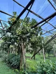 Relais Correale Rooms & Garden