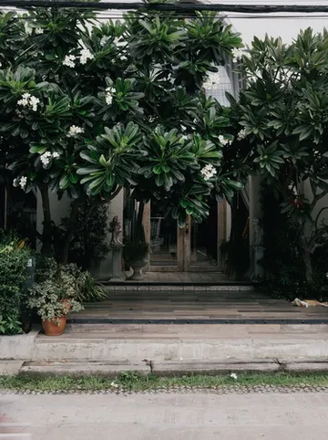 รูปภาพของยาหยี