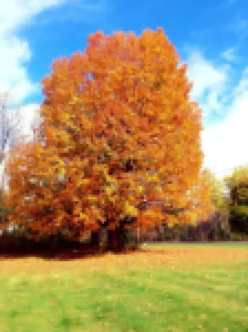 스타라이트 인 베닝턴