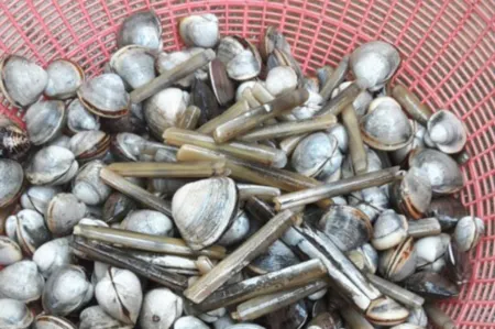 Taean (Anmyeondo) Gold House Pension Отели в г. Тхэан