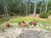 Charming 2-bed cottage located in the peaceful, 4x4 area of Carova Beach